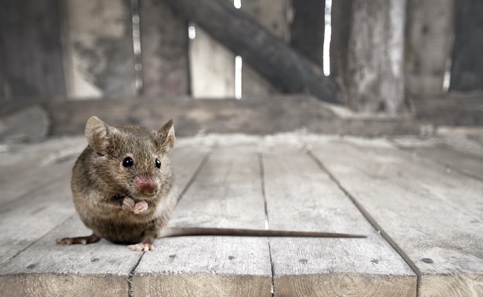 Rats and Mice Exterminators Control Spokane WA Coeur d'Alene Post Falls Idaho
