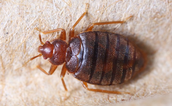 Bed Bug Exterminators in Spokane WA and Coeur d'Alene and Post Falls, ID