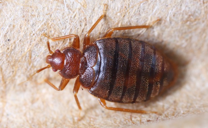 Bed Bug Exterminators in Spokane WA and Coeur d'Alene and Post Falls, ID
