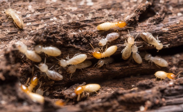 Termite Control and Treatments Spokane Post Falls Coeur d'Alene ID