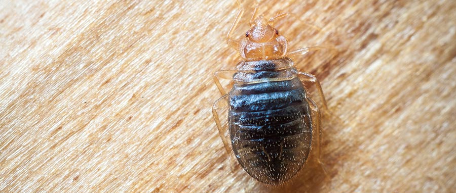 bed bug - Bed bug exterminators at Eden Advanced Pest Technologies in Spokane WA.