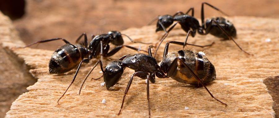 Carpenter Ants. Eden Advanced Pest Technologies provides ant extermination, control & removal in Spokane WA.