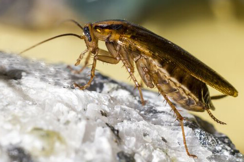 roaches pest spokane roach