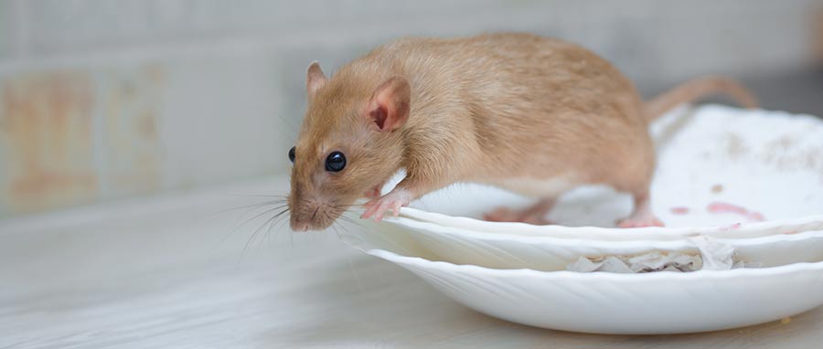 rodent in kitchen-The rat & mice exterminators at Eden Advanced Pest Technologies serve Spokane WA.