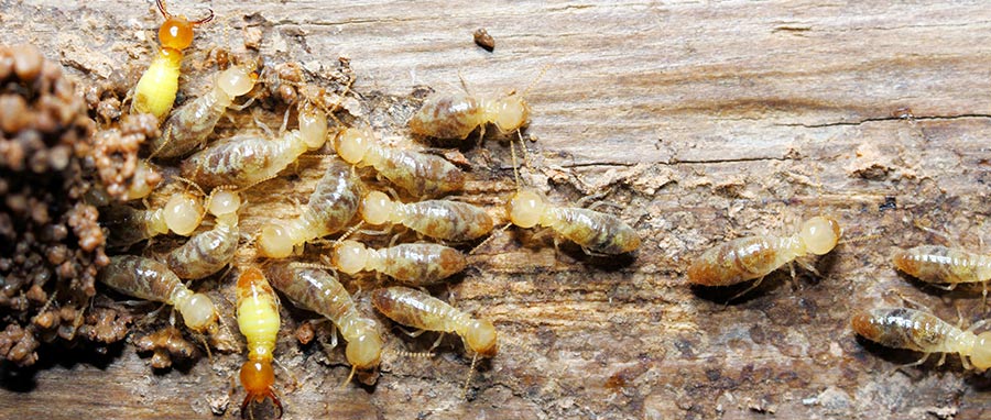 termites on wood