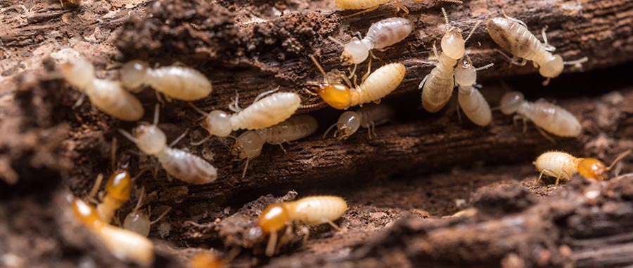 termites-The termite exterminators at Eden Advanced Pest Technologies serve the Spokane WA area. 