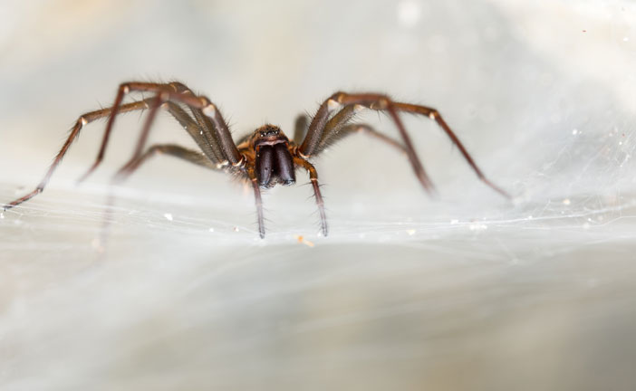 Eden Pest Technologies provides spider exterminators, control & removal in Spokane WA and Coeur d'Alene ID.