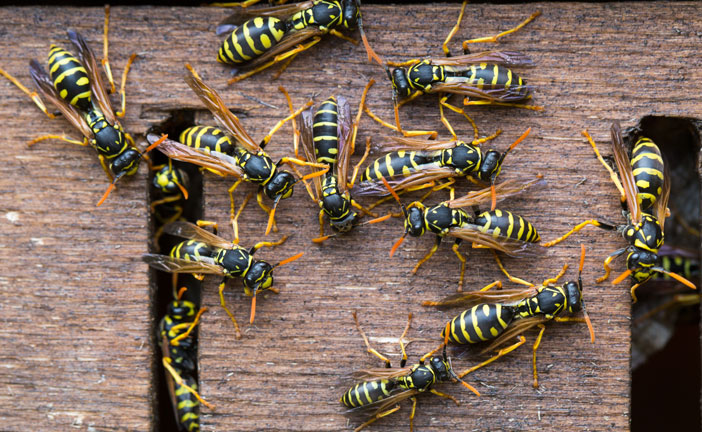 Wasp Hornets and Bee Control Exterminators serving Spokane WA and Coeur d'Alene ID