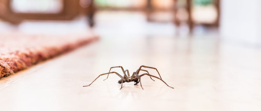 Spider walking across floor. Eden Pest Technologies provides spider exterminators, control & removal in Spokane WA and Coeur d'Alene ID.