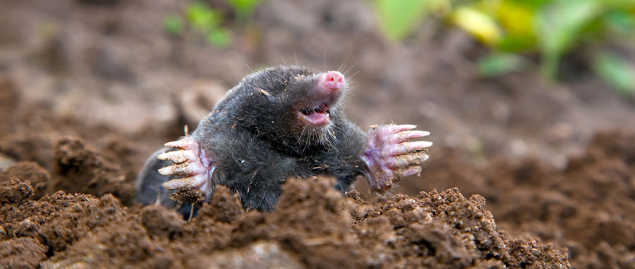 Mole coming out of hole. Eden Advanced Pest Technologies provides fast mole control and removal services in Spokane WA and Coeur d'Alene ID.