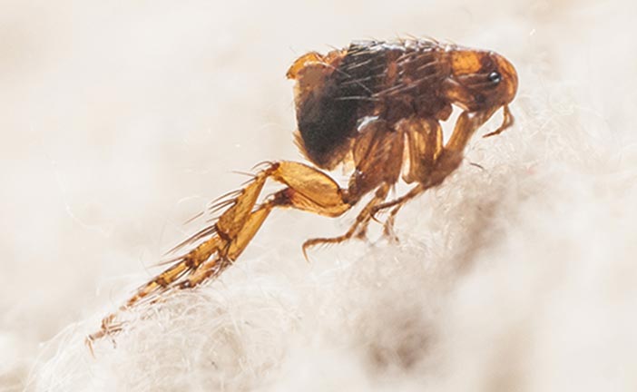 Flea treatments and control for homes and yards Spokane WA Post Falls Coeur d'Alene ID