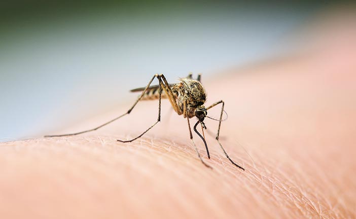 Mosquito Spraying Treatment and Control in Spokane WA Post Falls Coeur d'Alene ID