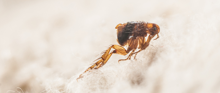 Flea hopping across floor. Eden Pest Technologies provides flea exterminators, control & removal in Spokane WA and Coeur d'Alene ID.