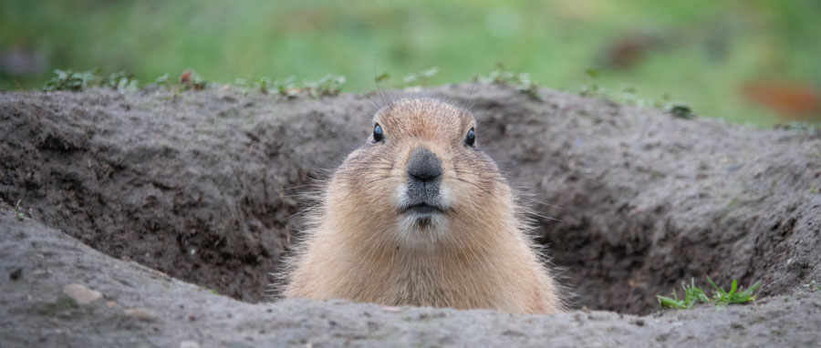 Marmot peeking out of hole in the ground. Eden Advanced Pest Technologies provides exceptional marmot control and removal services in Spokane WA and Coeur d'Alene ID.