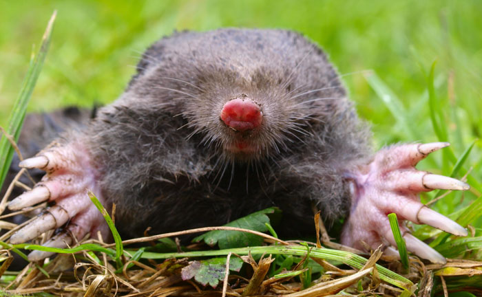 Mole peeking out of hole. Eden Advanced Pest Technologies offers fast and effective mole control and removal in Spokane WA and Coeur d'Alene ID.