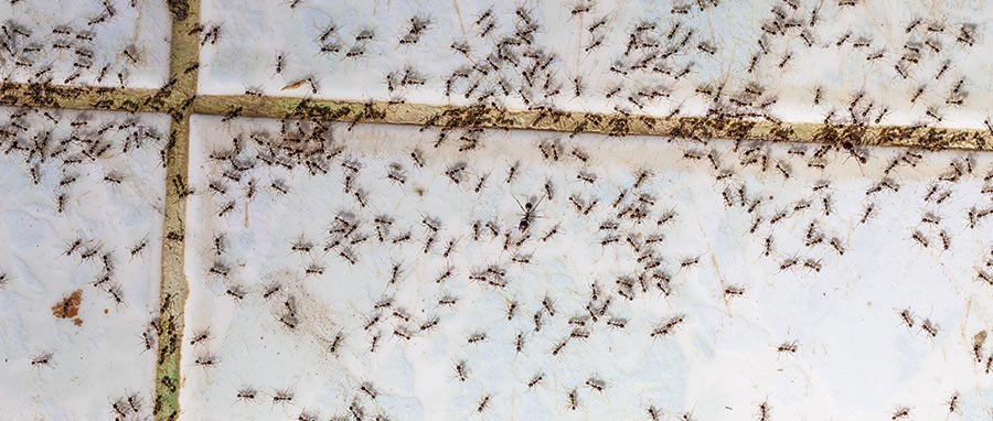 A small swarm of ants on the tile floor in a Spokane, WA home.