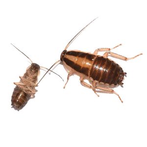 German cockroaches in Spokane WA - Eden Advanced Pest Technologies