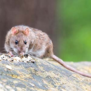 Norway rat in Spokane, WA - Eden Advanced Pest Technologies