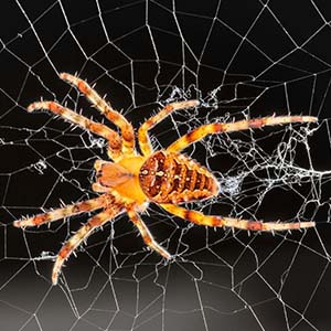 Orb-weaver spider in Spokane WA - Eden Advanced Pest Technologies