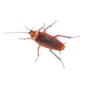 American cockroaches in Spokane WA - Eden Advanced Pest Technologies