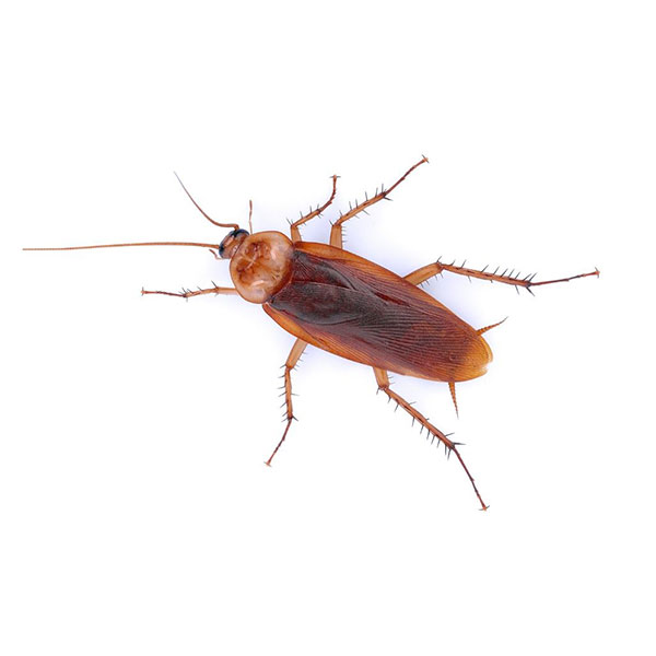 American cockroaches in Spokane WA - Eden Advanced Pest Technologies