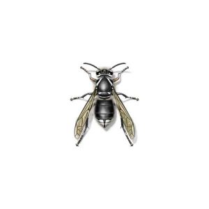 Bald-faced hornets in Spokane WA - Eden Advanced Pest Technologies