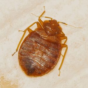 Bed bug control, removal, and extermination with Eden Advanced Pest Technologies!