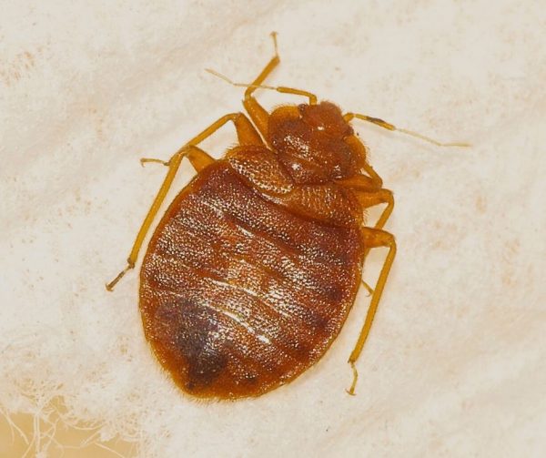 Bed bug control, removal, and extermination with Eden Advanced Pest Technologies!