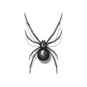 Black widow spiders in Spokane WA - Eden Advanced Pest Technologies