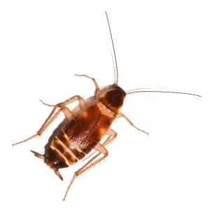 Brown-banded cockroach in Spokane WA - Eden Advanced Pest Technologies
