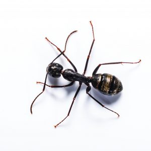 Carpenter ant detection, treatment, and removal in Spokane WA with Eden Pest!