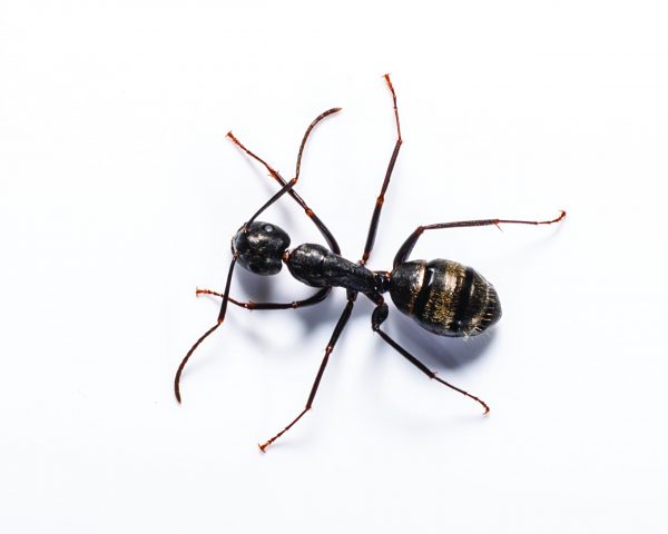 Carpenter ant detection, treatment, and removal in Spokane WA with Eden Pest!