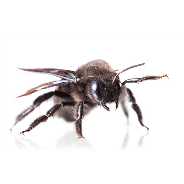 Carpenter bees in Spokane WA - Eden Advanced Pest Technologies