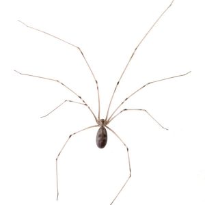 Cellar spiders in Spokane WA - Eden Advanced Pest Technologies