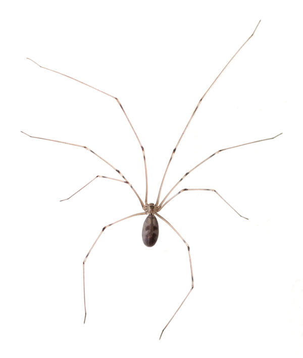 Cellar spiders in Spokane WA - Eden Advanced Pest Technologies