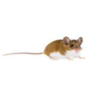 Deer mouse in Spokane WA - Eden Advanced Pest Technologies