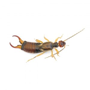 Earwigs in Spokane WA - Eden Advanced Pest Technologies