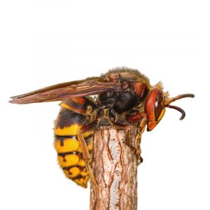 European hornets in Spokane WA - Eden Advanced Pest Technologies