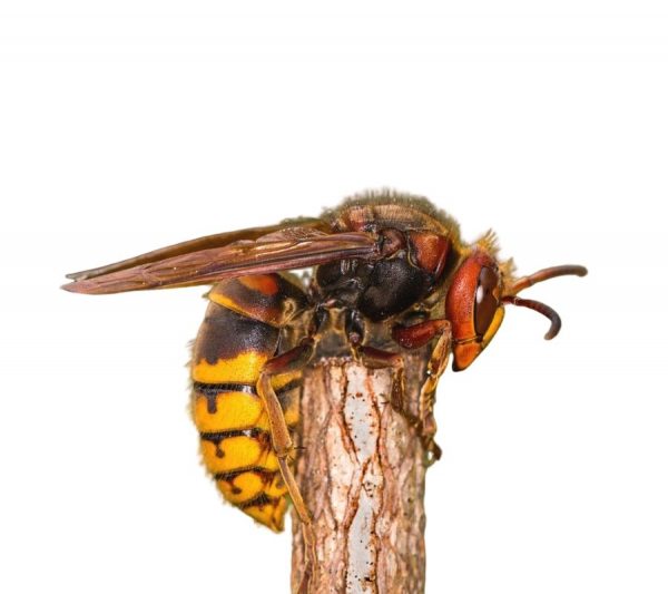 European hornets in Spokane WA - Eden Advanced Pest Technologies