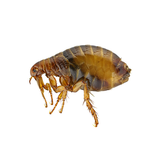Fleas in Spokane WA - Eden Advanced Pest Technologies