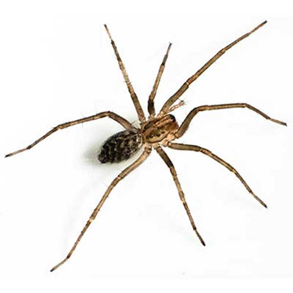 Giant house spider in Spokane WA - Eden Advanced Pest Technologies