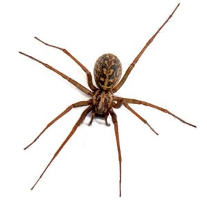 Hobo spiders in Spokane WA - Eden Advanced Pest Technologies