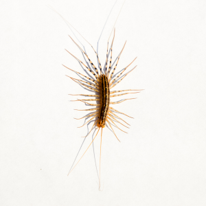 House centipedes in Spokane WA - Eden Advanced Pest Technologies