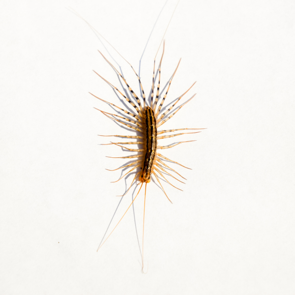 House centipedes in Spokane WA - Eden Advanced Pest Technologies