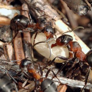 Identification, prevention, and removal of moisture ants in Spokane, WA through Eden Pest.