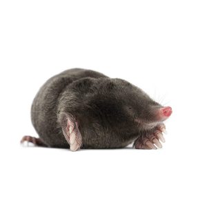 Moles in Spokane WA - Eden Advanced Pest Technologies