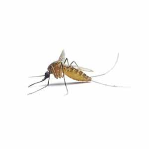 Mosquitoes in Spokane WA - Eden Advanced Pest Technologies