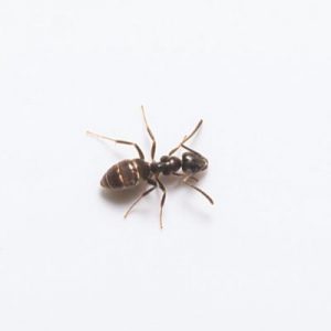 Odorous ants in Spokane, WA. Removal and control provided by Eden Pest.