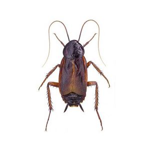 Oriental cockroach in Spokane WA - Eden Advanced Pest Technologies