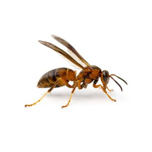 Paper wasps in Spokane WA - Eden Advanced Pest Technologies